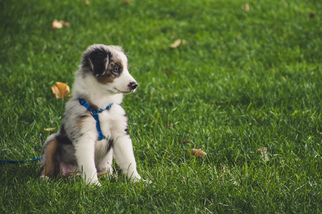 Services Cute Australian Shepherd puppy with leash sitting on green grass outdoors.