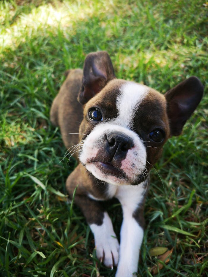 Services Cute Boston Terrier puppy sitting on grass, looking up with charm.