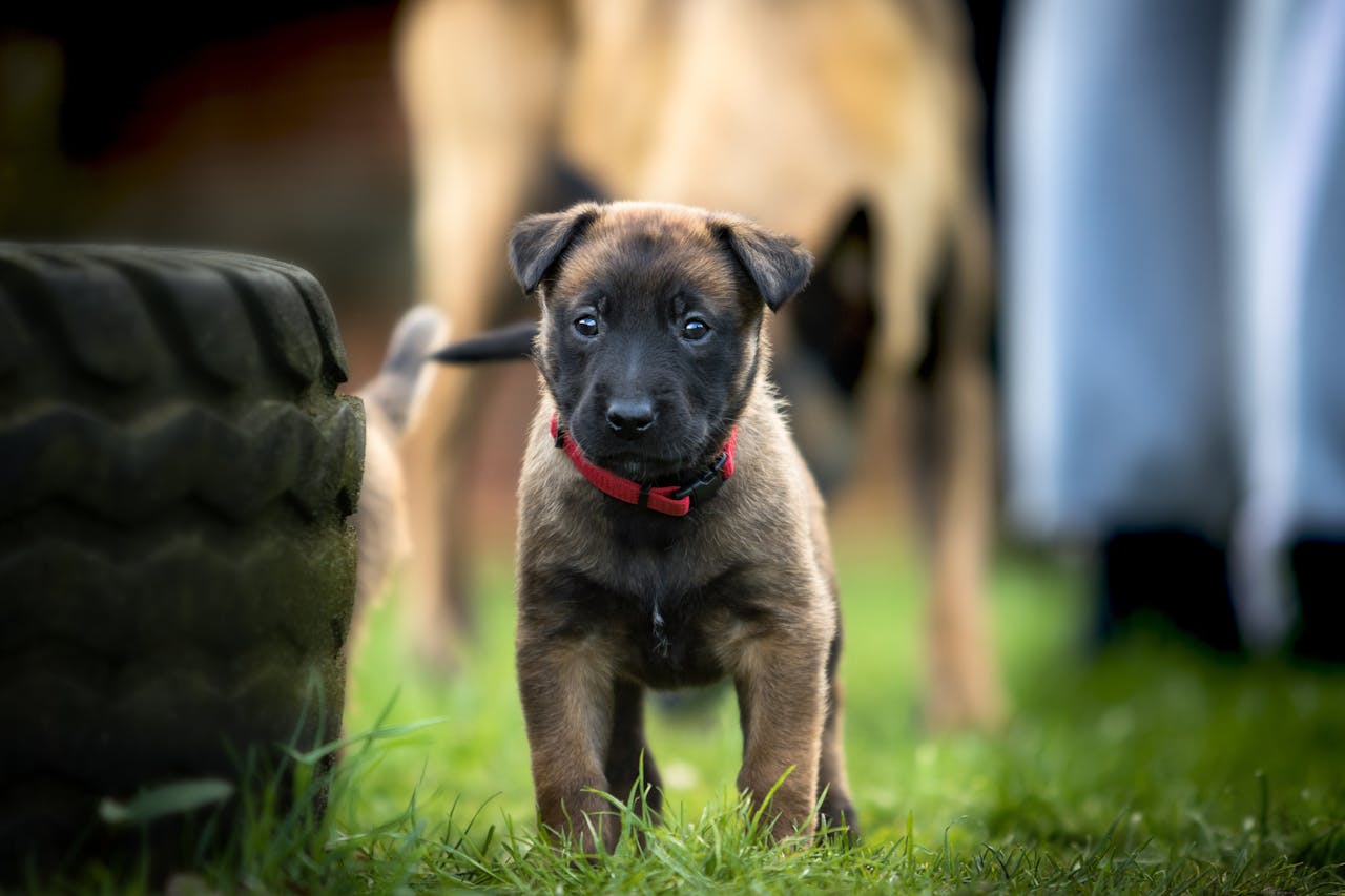 Services Charming close-up of a Belgian Shepherd puppy standing alert in a grassy field.